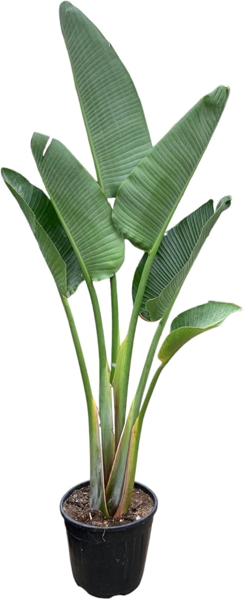 Trendyplants - Strelitzia Augusta - Paradiesvogelblume - Zimmerpflanze - Höhe 150-170 Cm - Topfgröße Ø28Cm