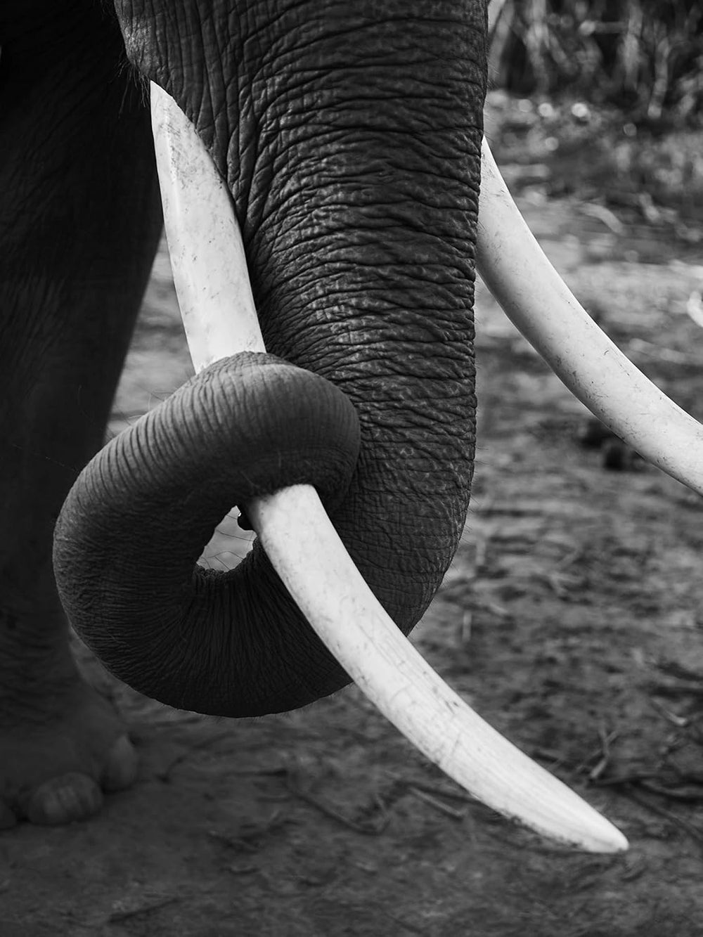 Café Black Ivory - 35 grammes de grains de café, grains entiers, non torréfiés, sans arômes ajoutés, 1 pièce