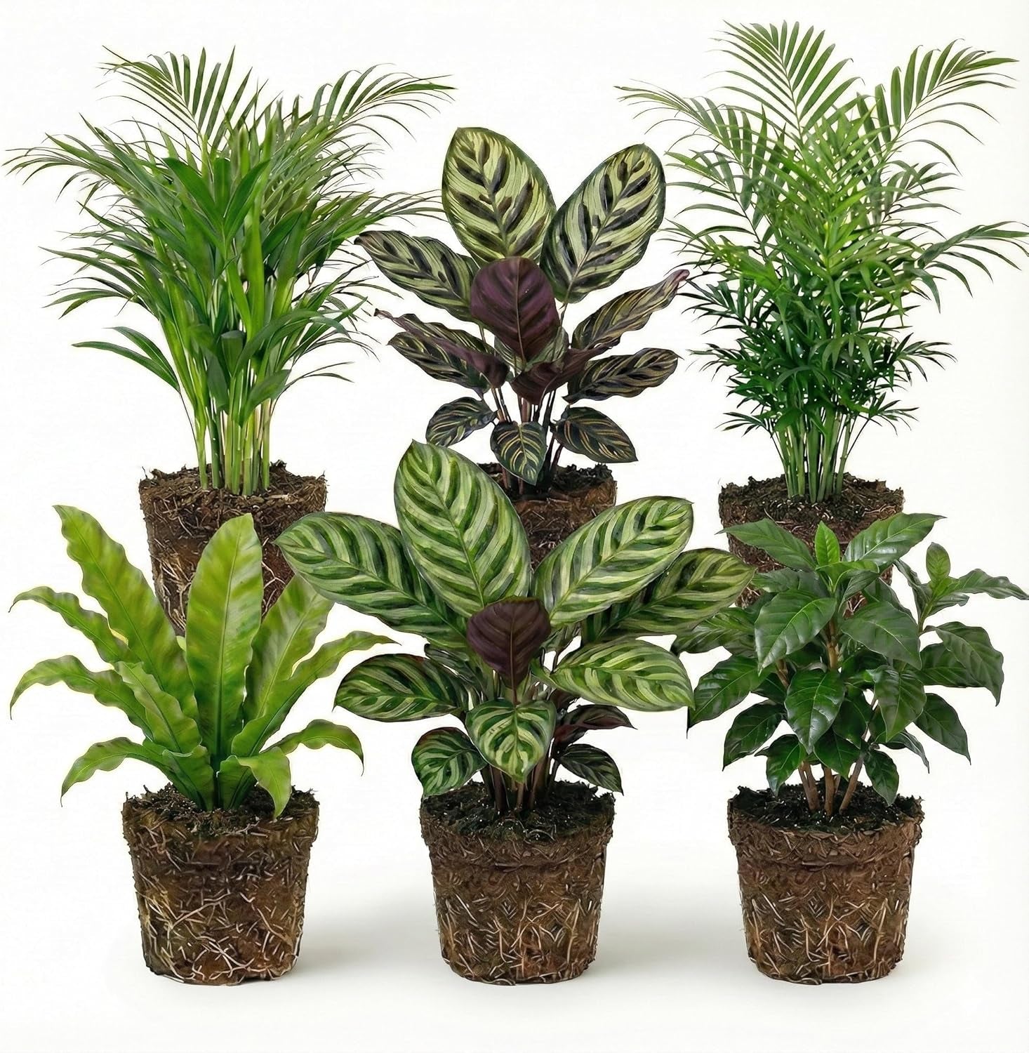 Vdvelde.Com - Luftreinigende Pflanzen 6 - Tierfreundliche Grüne Zimmerpflanzen - Einfacher Und Geringer Lichtbedarf - Ø12 Cm ↥Ca.40 Cm