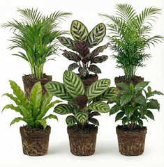 Vdvelde.Com - Luftreinigende Pflanzen 6 - Tierfreundliche Grüne Zimmerpflanzen - Einfacher Und Geringer Lichtbedarf - Ø12 Cm ↥Ca.40 Cm