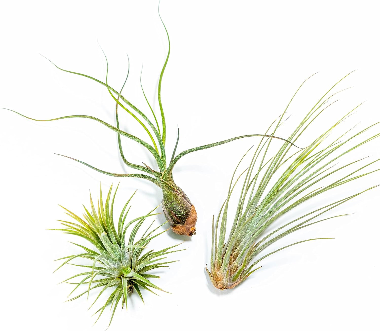 Packung Luftpflanzen - Tillandsia Ionantha, T. Butzii, T. Juncea - Natürliche Blütenpflanzen - Außen Und Innen (3 Stück)