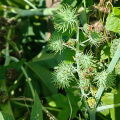 Rizinus, Exotische Gartenpflanzen Rizinussamen, Heilkräuter Kräuterpflanzen Kräutersamen, Gartenkräuter Nachhaltige Geschenke Topfpflanzen 300Samen
