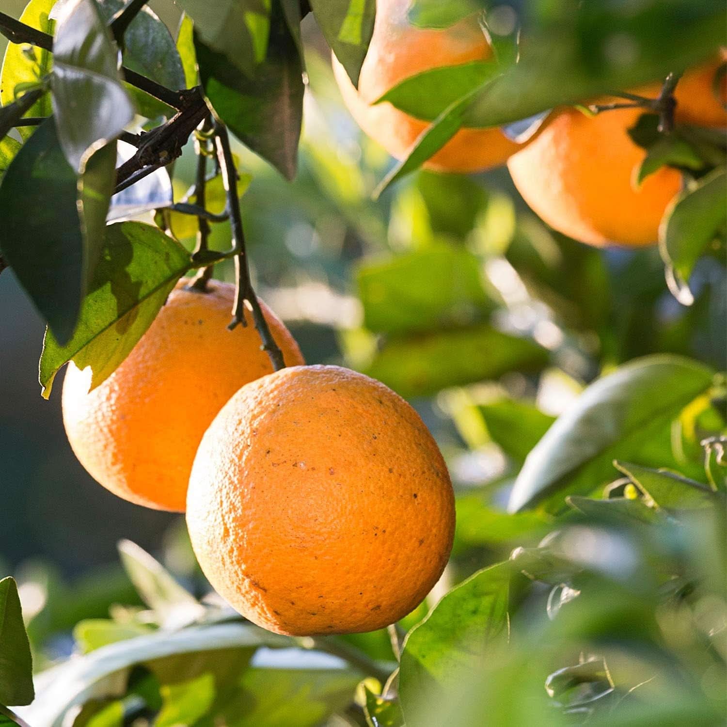 WELEDA Bio Kids Shampoing et Gel Douche 2 en 1, orange, adapté aux enfants à partir de trois ans (1 x 150 ml) Mère et Enfant Naty Shop