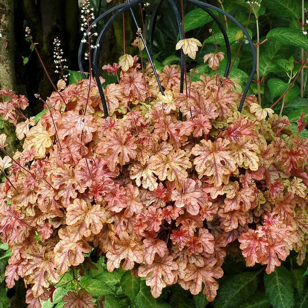 Heuchera - Purpurglöckchen Schnell Wachsende Sträucher Hochbeet Sträucher Winterhart Blühend Zimmerpflanzen Gartenpflanzen Blumensamen Gastgeschenk Steingartenpflanzen Wildblumen 450Samen