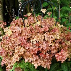 Heuchera - Purpurglöckchen Schnell Wachsende Sträucher Hochbeet Sträucher Winterhart Blühend Zimmerpflanzen Gartenpflanzen Blumensamen Gastgeschenk Steingartenpflanzen Wildblumen 450Samen