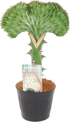 Trendyplants Special - Euphorbia Lactea Cristata Grün - Kaktus - Höhe 25-45 Cm - Topfgröße Ø12Cm