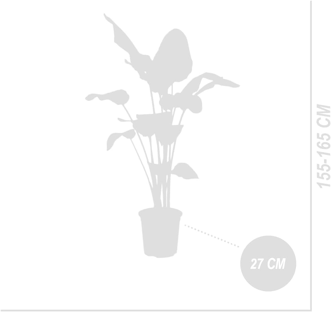 Bloomique - Strelitzia Nicolai - Paradiesvogelblume - Paradiesvogelblume - XXL Zimmerpflanzen - Luftreinigend - Pflegeleicht - 150-170 Cm Hoch - Topf 27 Cm
