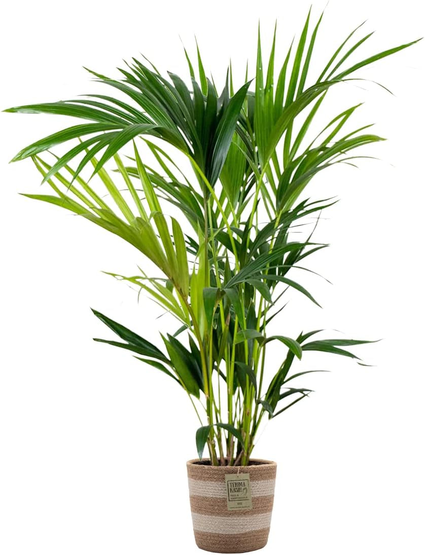 Bloomique - Howea Forsteriana - Kentia Palme - Zimmerpflanzen - Pflegeleicht - Haustierfreundlich - Höhe 90-100 Cm - Mit Rotan Korb 19 Cm