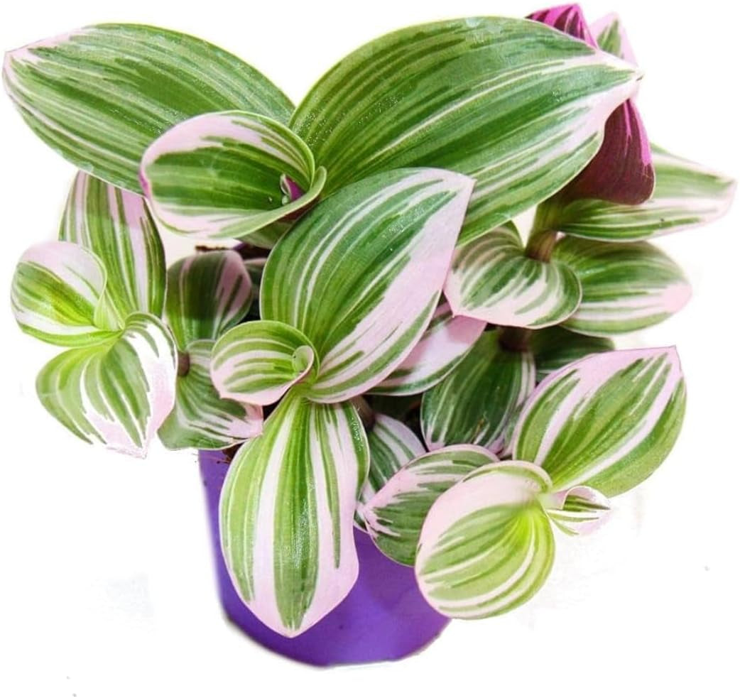Tradescantia 'Nanouk' Pflegeleichte Zimmerpflanze Mit 9 Cm Topf, Rosa