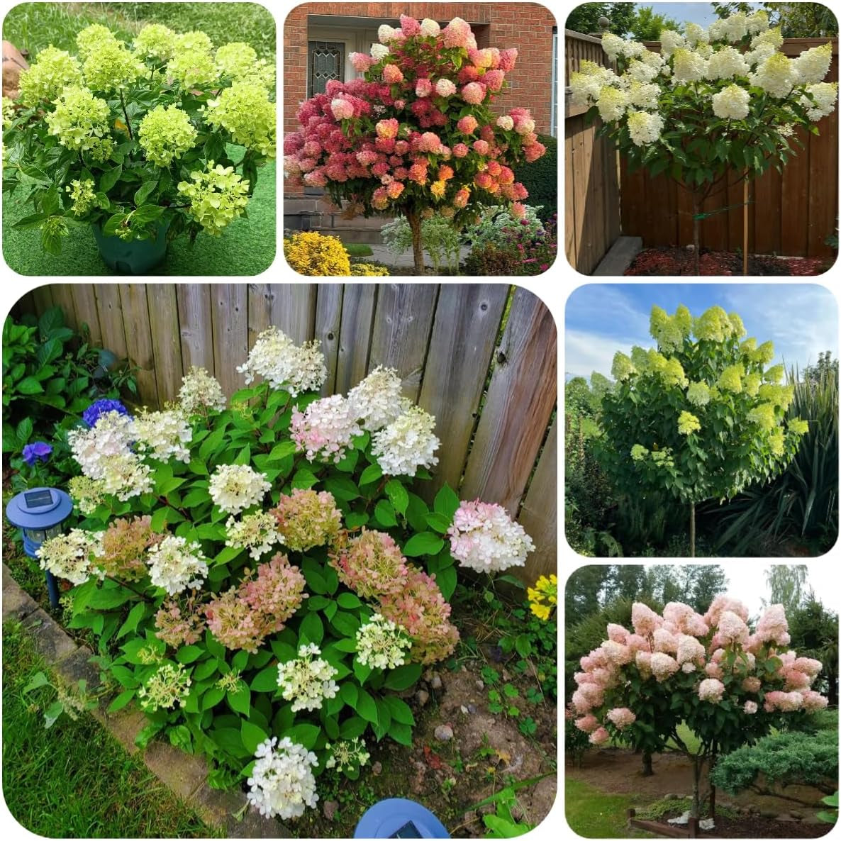 Rispenhortensie, Rispenhortensien Immergrüne Sträucher Winterhart Blühend Hortensien Balkonblumen Schnittblumen Gartenblumen Balkonpflanzen Deko Blumenwiese Mehrjährig Zierblumen Für 160Samen