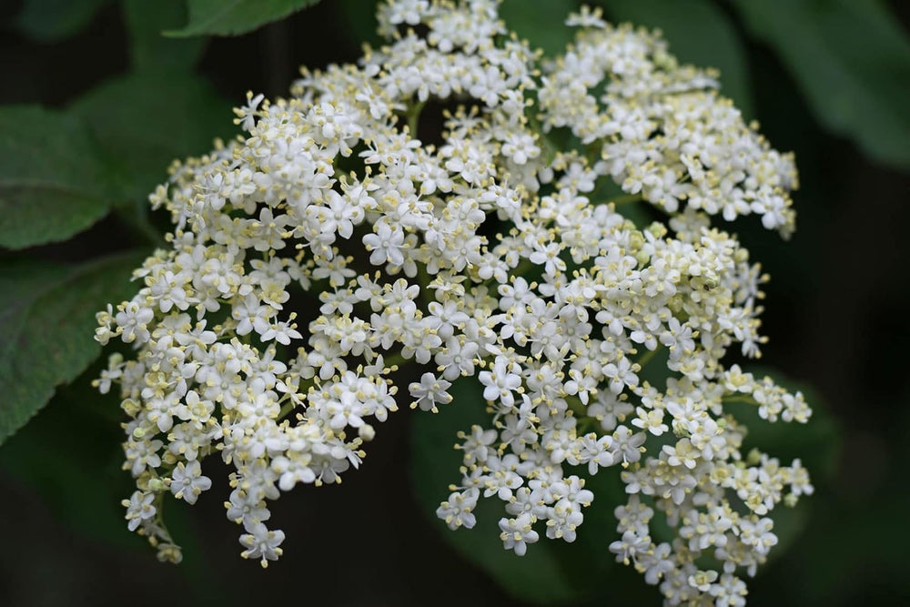 50 Samen Von Sambucus Nigra (Holunder Oder Schwarzer Holunder)