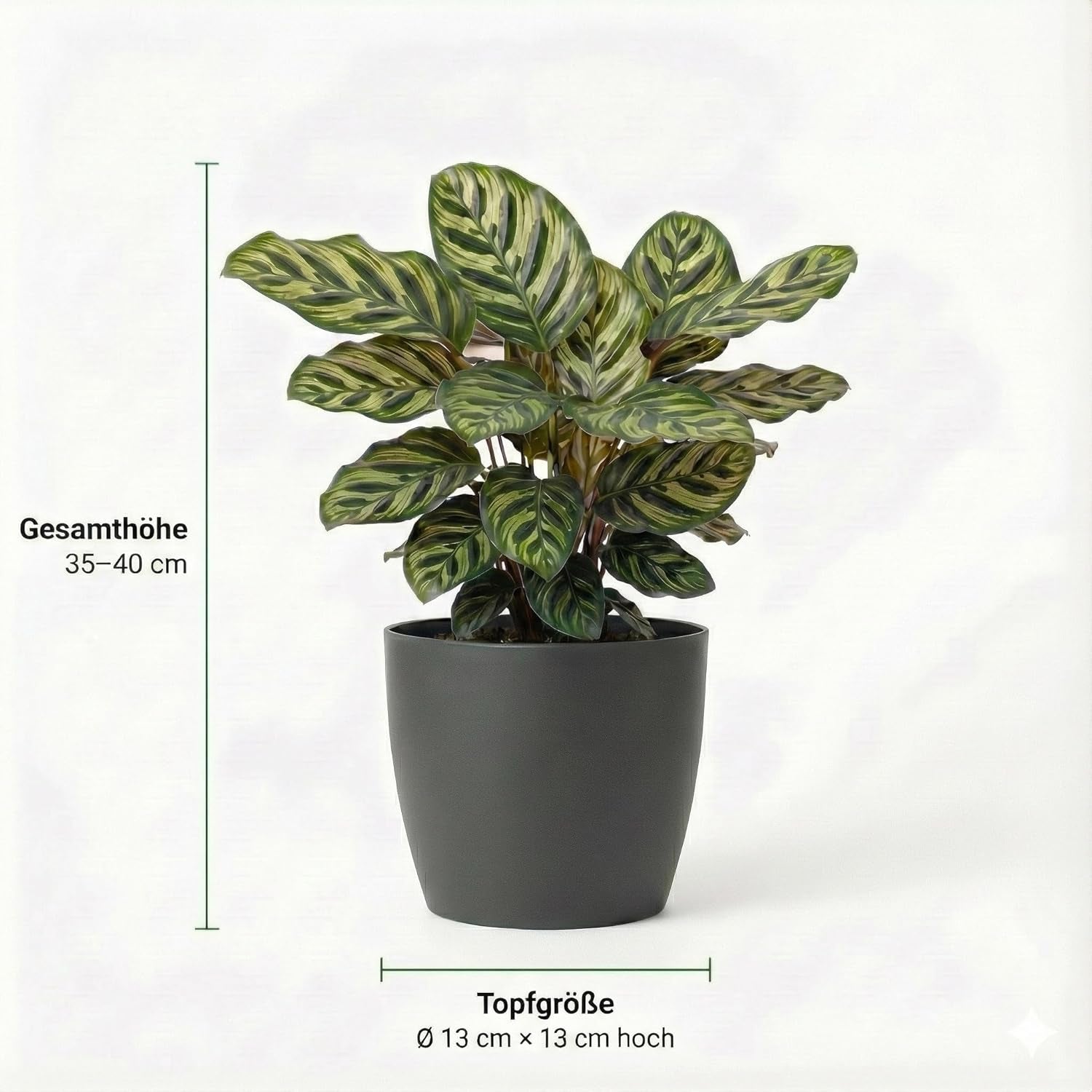 Vdvelde.Com - Luftreinigende Pflanzen Anthrazit 6 - Tierfreundliche Grüne Zimmerpflanzen - Einfacher Und Geringer Lichtbedarf - Ø12 Cm ↥Ca.40 Cm