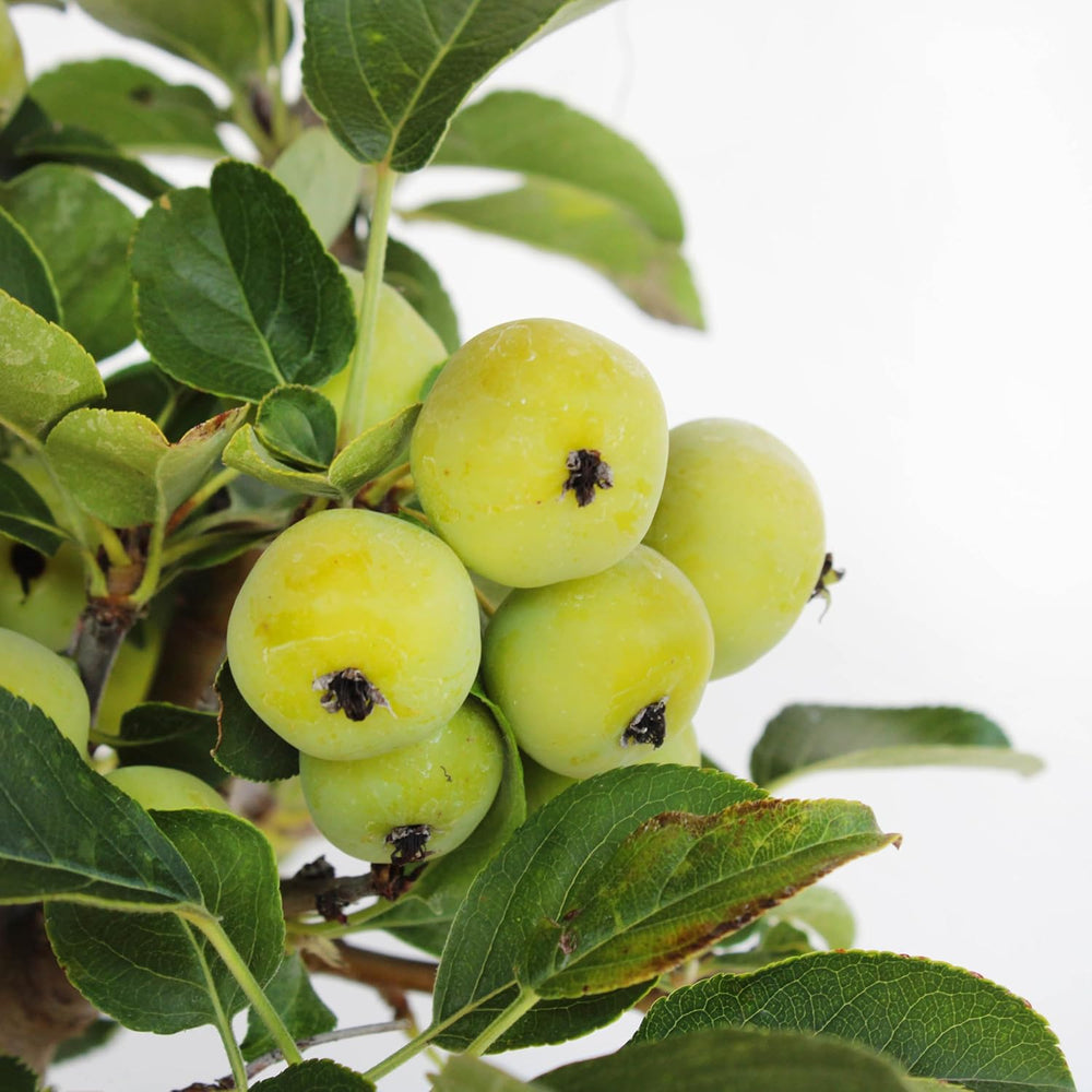 KENTIS - Apfelbaum Bonsai - Malus Evereste - Echte Bonsai Obstbaum - Winterharter Outdoor Pflanzen - Hoch 35-45 Cm Keramiktopf 26 Cm