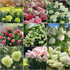 Hortensien Rispenhortensie Winterhart Pflanztopf Rispenhortensien Garden Blumensamen Blühende Sträucher Winterhart 45Samen
