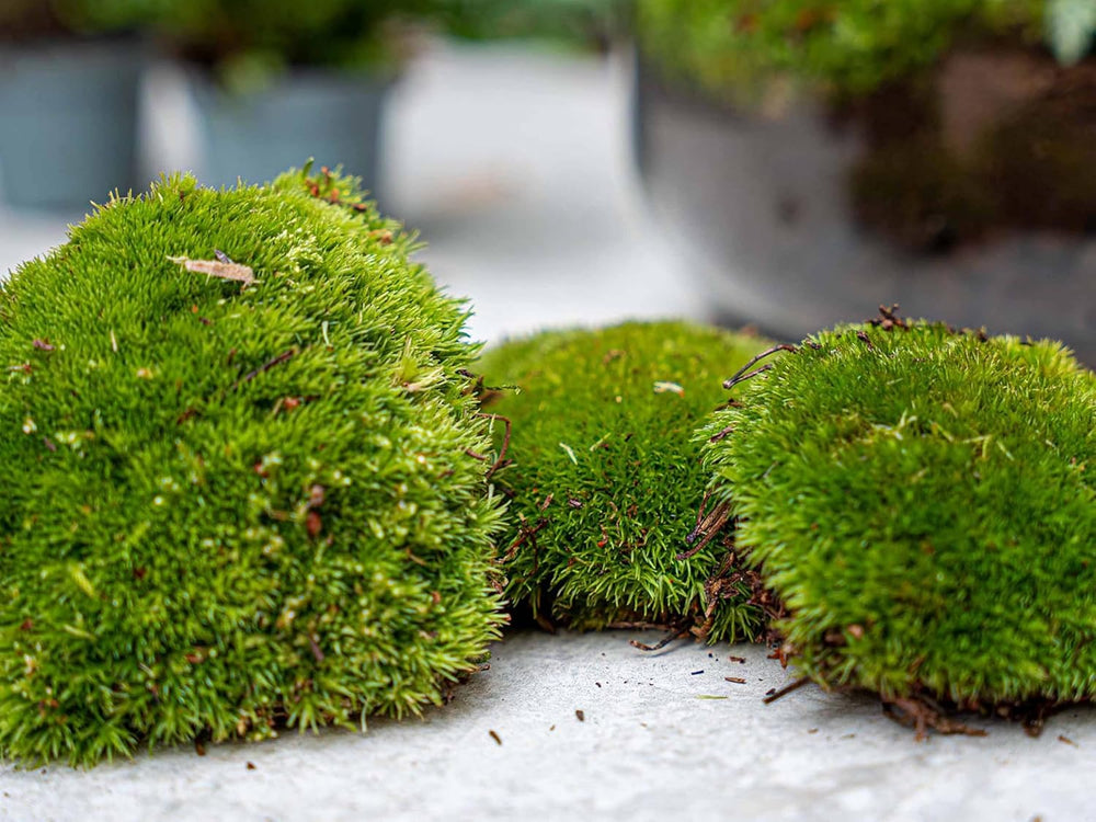 Urbanjngl - Palm Terrarium Start- Und Nachfüllpaket – 3 Terrarienpflanzen Für DIY – Ideal Für Anfänger – Perfekte Ergänzung Für Ihr Zuhause – Pflegeleicht Und Dekorativ