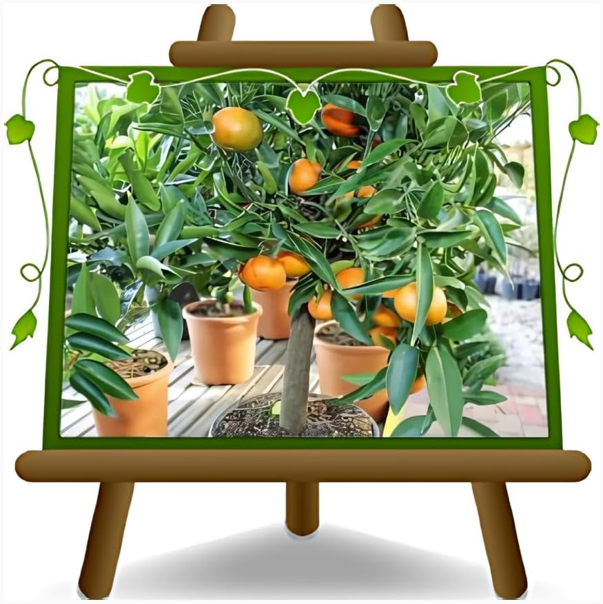 Clementine Zitrusfrüchte - Citrus Clementina - Obstpflanze Auf Blumentopf 22 - Baum Max 70 Cm - Anbau Italien