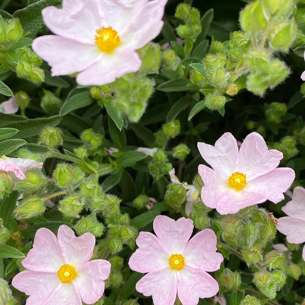 Zistrose Sommerblumen Cistus Creticus Hecken Sträucher Herbst Deko Seltene Büropflanzen Minigarten Sträucher Winterhart Blühend Garten Baumsamen Bonsai Blumensamen Gastgeschenk 60Samen