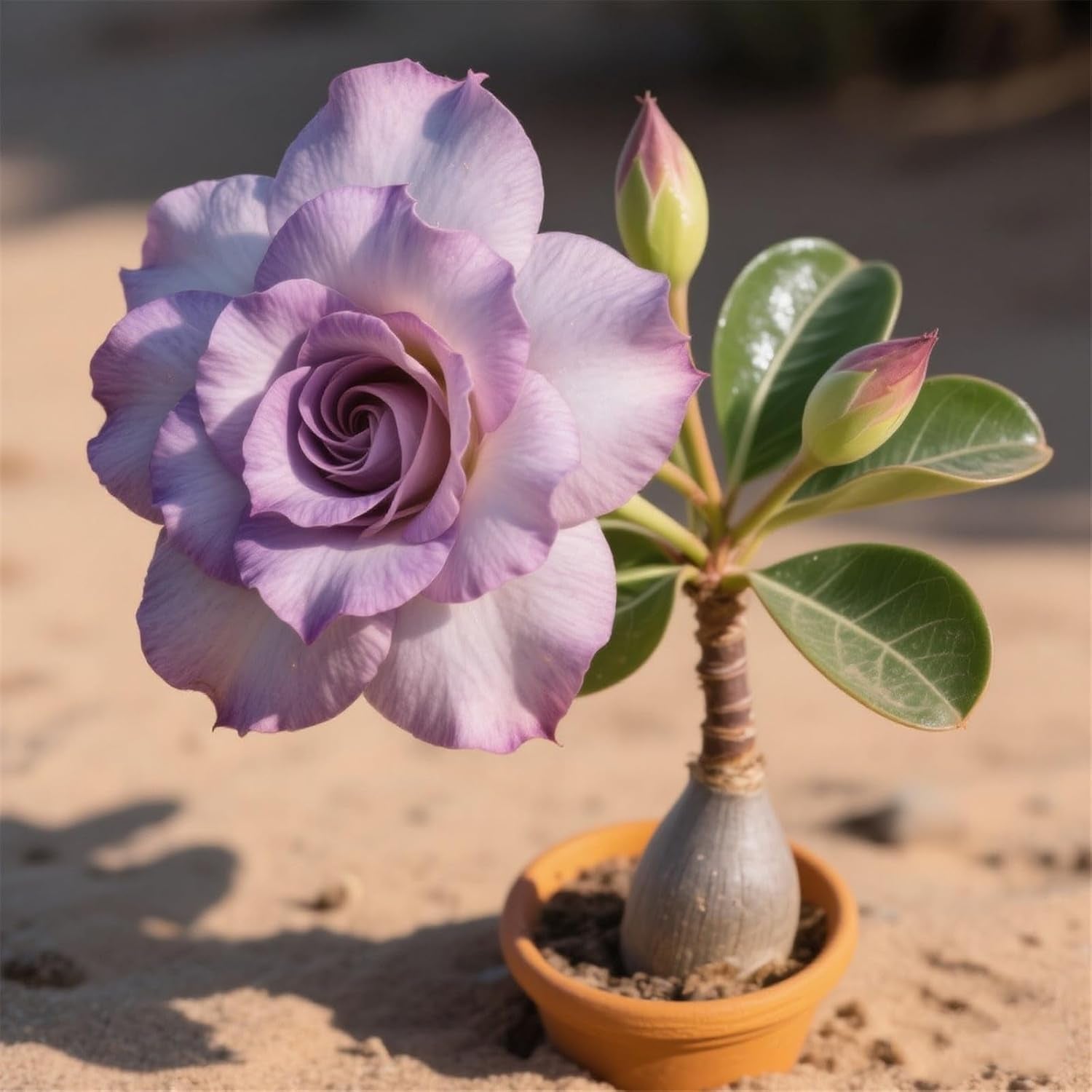 Lebende Pflanzen,Winterhart pflanzen, Mehrjährige Blumenzwiebel ist winterhart, Mysteriöse magische Glühbirne, Blumenzwiebel Mix,3 ans-1 Wüstenrose knollen -I