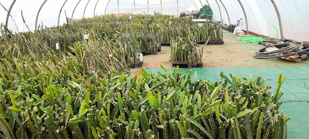 3 Pitaya-Pflanzen, Verschiedene Sorten, Gelb, Rot, Weiß, 30 – 40 Cm, Drachenfrucht, Zamoran, Guyute, Golden Yellow Vivaio Amazonseeds
