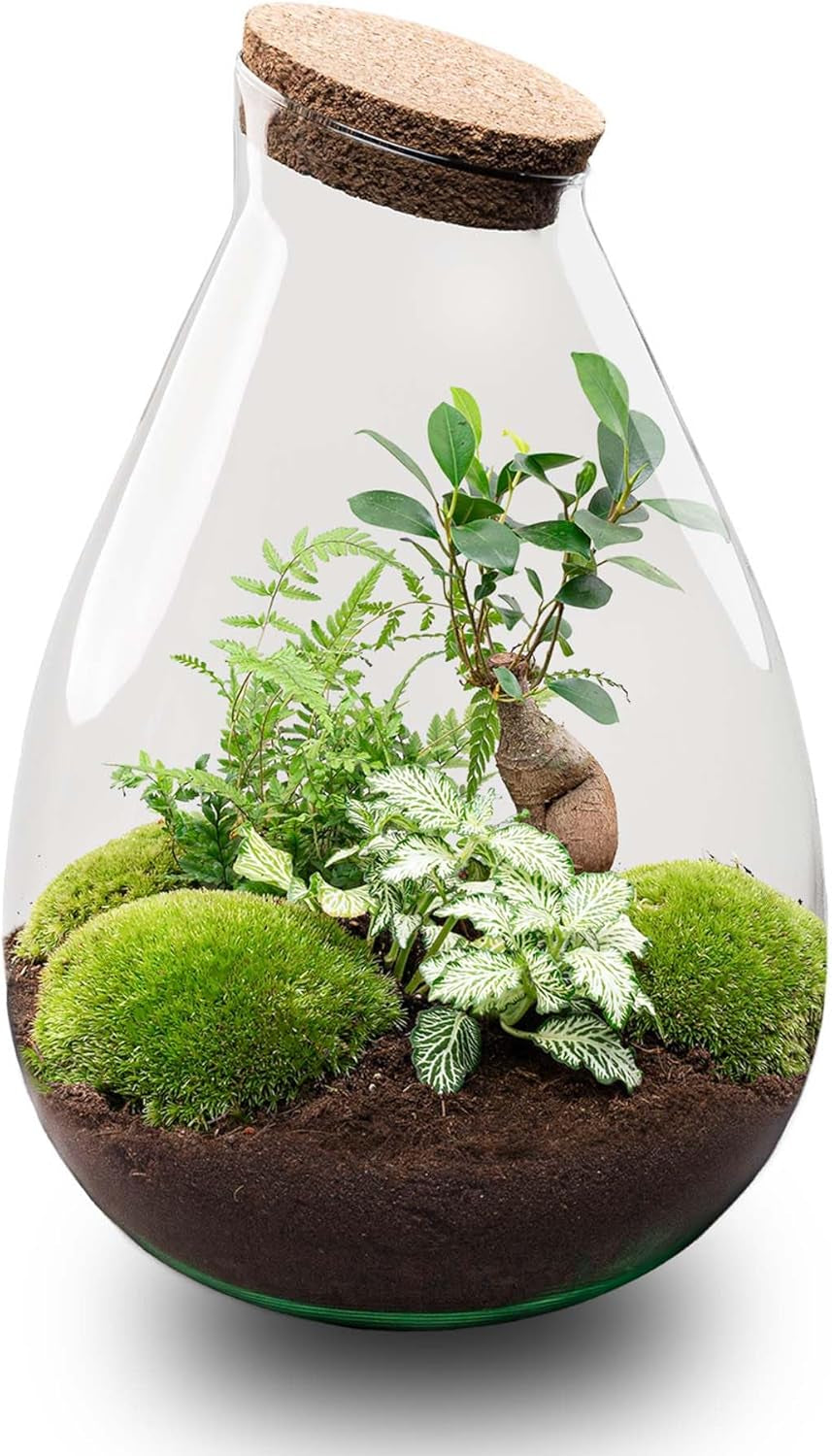 Urbanjngl - Drop XL Terrarium Grün - DIY Kit Für Pflanzen - Ø 24 Cm, Höhe 37 Cm - Inklusive Kork - Ideal Für EIN Nachhaltiges Ökosystem