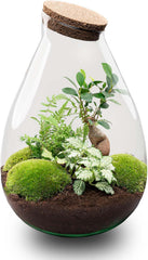 Urbanjngl - Drop XL Terrarium Grün - DIY Kit Für Pflanzen - Ø 24 Cm, Höhe 37 Cm - Inklusive Kork - Ideal Für EIN Nachhaltiges Ökosystem