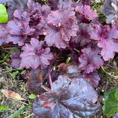 Heuchera - Purpurglöckchen Hochbeet Sträucher Winterhart Blühend Balkon Kräutergarten Küche Indoor Exotische Balkon Blumensamen Gastgeschenk Kräuterpflanzen 100Samen
