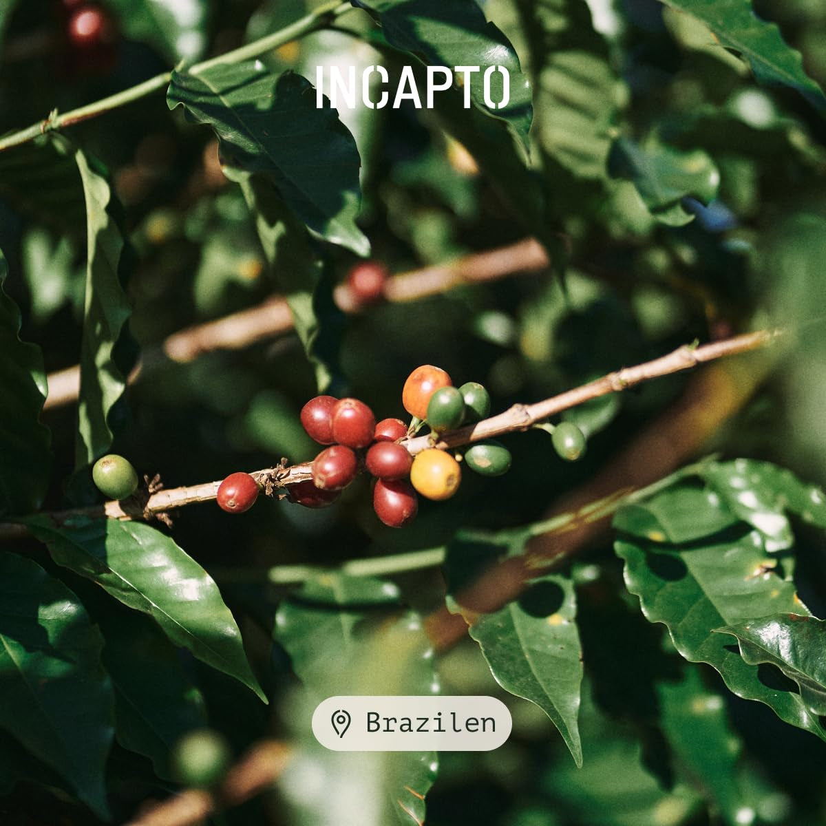 Incapto Ganze Entkofeinierte Kaffeebohnen | Ohne Chemicalien | Mélange de café 100 % Arabica au Brésil | Ungemahlen Espresso Bohnen | Café décaféiné à l'eau suisse, paquet 500g