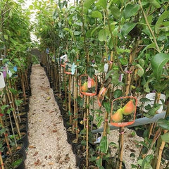 Birnbaum Birne Früh Von Fiorano - Obstpflanzen Auf Blumentopf Einer Vase Von 20 - Baum Max 170 Cm – 2 Jahre Anbau Italien