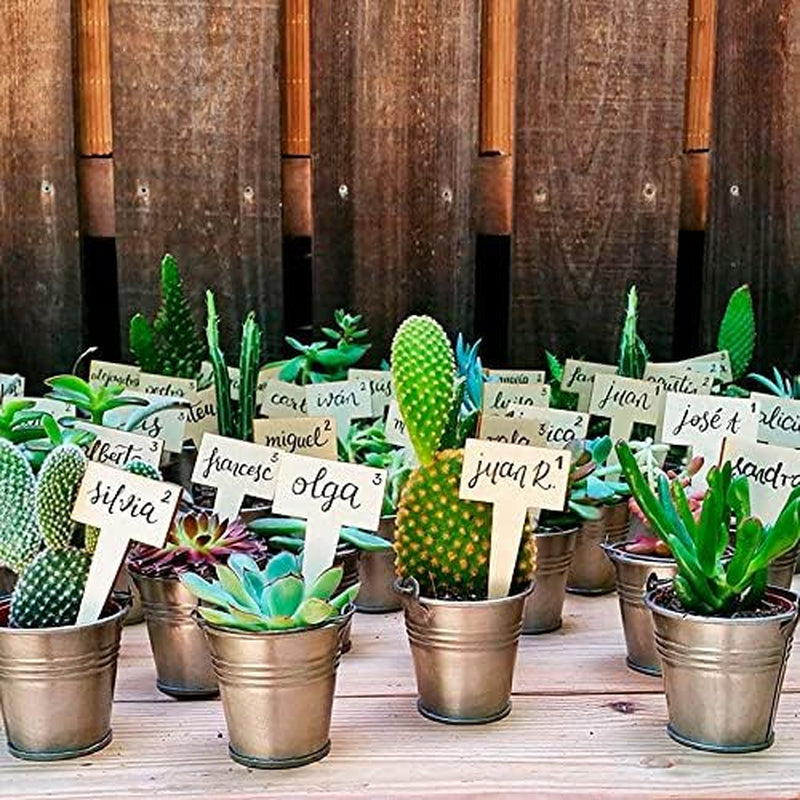 Vdvelde.Com - Ecoworld Mini Sukkulenten Set Echt - 10 Verschiedene Arten Sehr Pflegeleicht, Benötigen Wenig Wasser - 10 Mini Sukkulente Echte Pflanzen Ø 6 Cm - Höhe 8-15 Cm