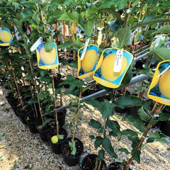 Apfelbaum Golden B – Antike Sorte, Topf Ø 20 Cm, Höhe 150–170 Cm, Alter: 2 Jahre – Italienische Baumschule