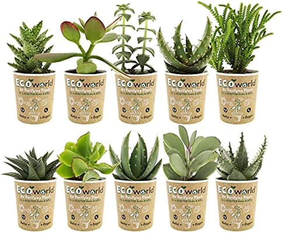 Vdvelde.Com - Ecoworld Mini Sukkulenten Set Echt - 10 Verschiedene Arten Sehr Pflegeleicht, Benötigen Wenig Wasser - 10 Mini Sukkulente Echte Pflanzen Ø 6 Cm - Höhe 8-15 Cm