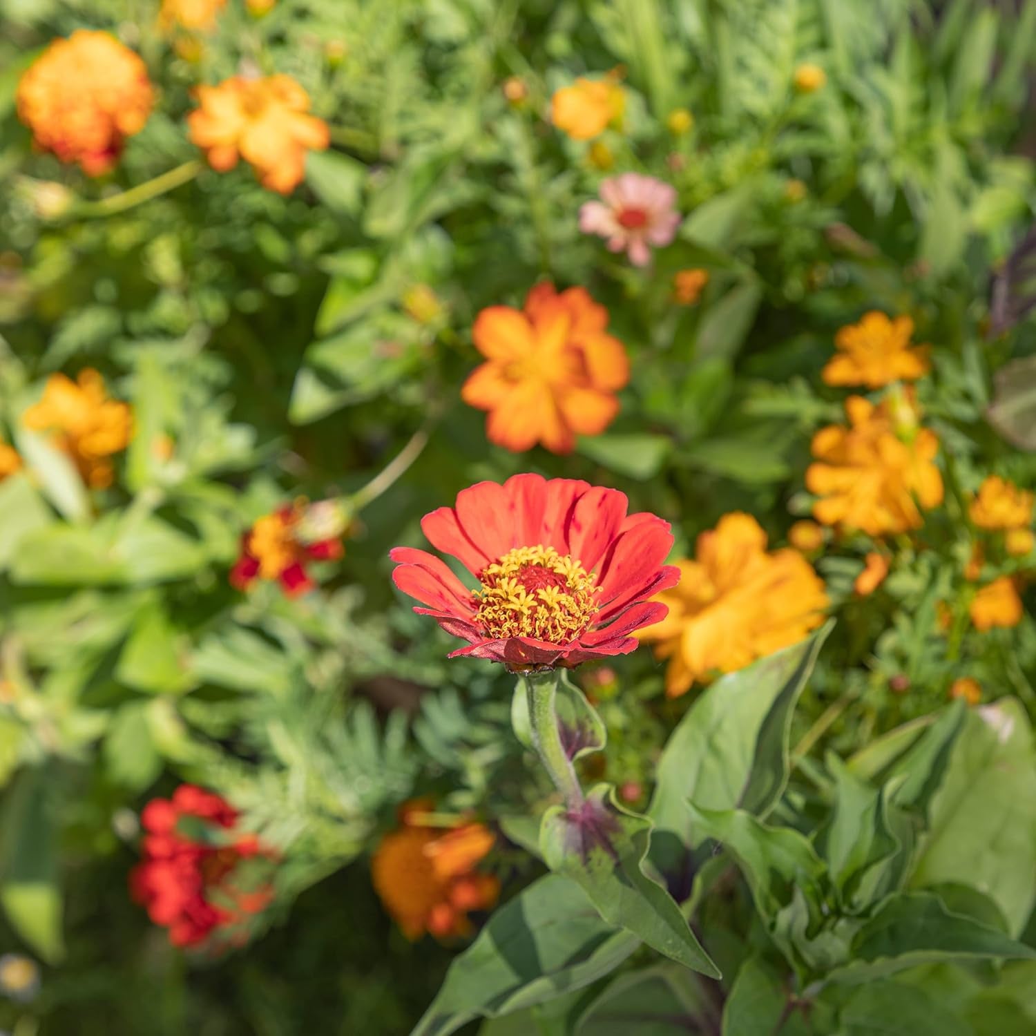 Mélange de fleurs de balcon coloré – 2 tapis de graines de fleurs de balcon de qualité supérieure, faciles à cultiver, fleurs d'été et graines de fleurs sauvages à partir de graines annuelles OwnGrown respectueuses des insectes.
