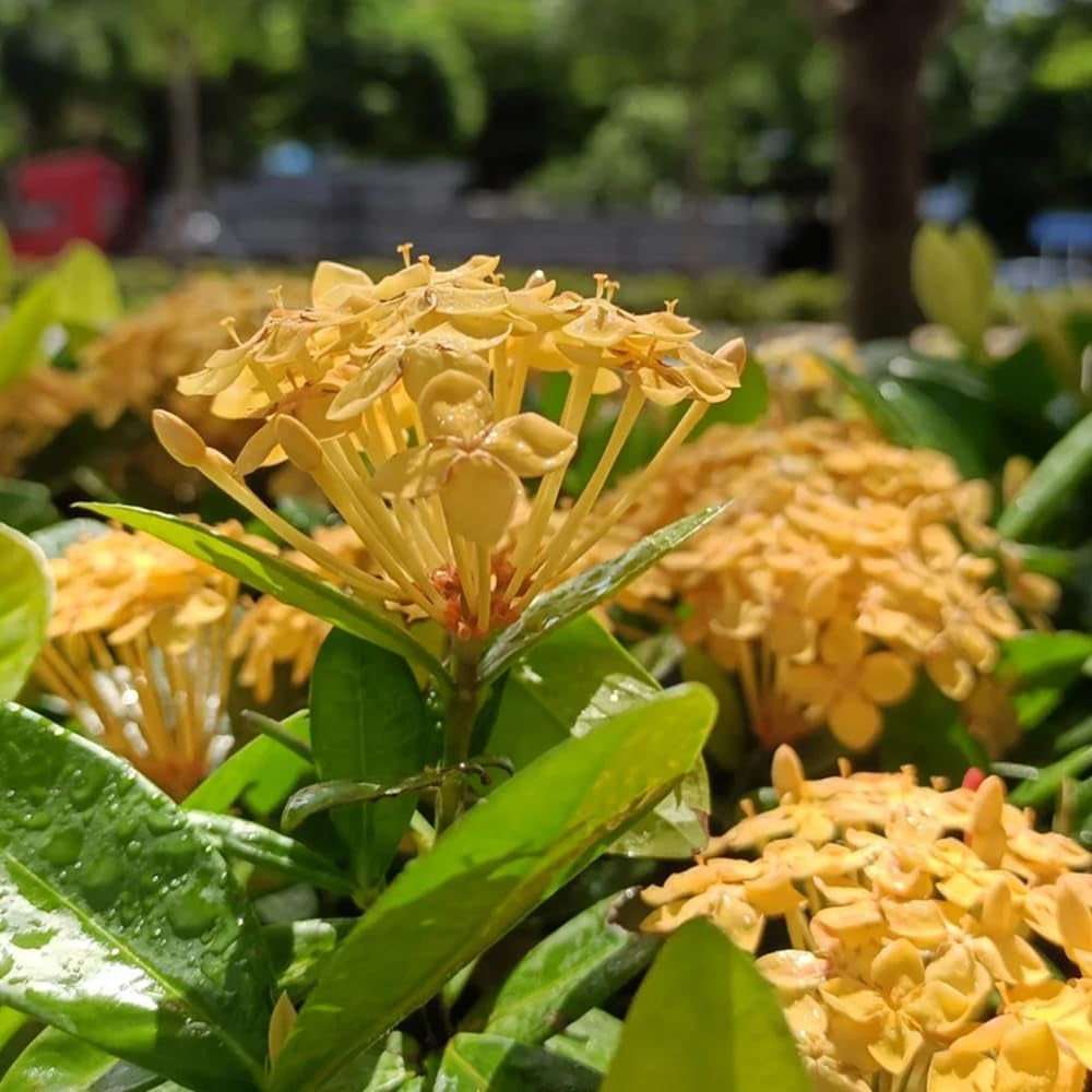 Ixora - Für Sonnige Plätze Sträucher Wildblumensamen Mehrjährig Winterhart Garten Bio 25Samen