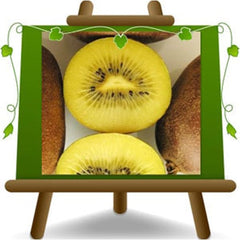 Kiwi Actinidia Männlicher Bestäuber Auf Blumentopf 20-170 Cm - 2 Jahre