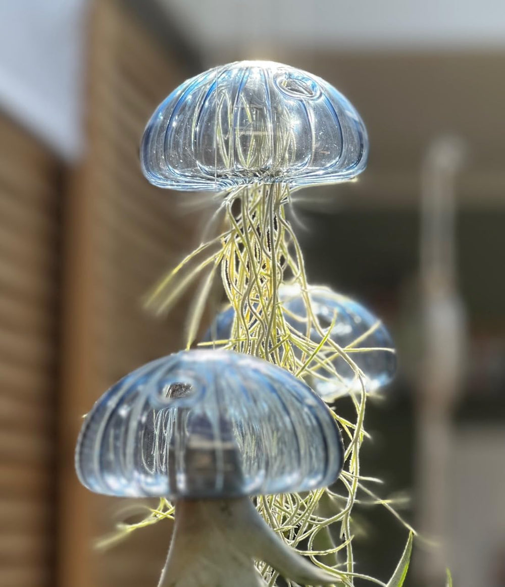 Tillandsien Pflanze - Luftpflanze Echt - Air Plants - Tilldandsia - 1 X Quallenpflanze Mit Seeigel Aus Blauem Glas - Bromeliengewächs - Spanisches Moos - Luftpflanzen Halterung - Trendyairplants