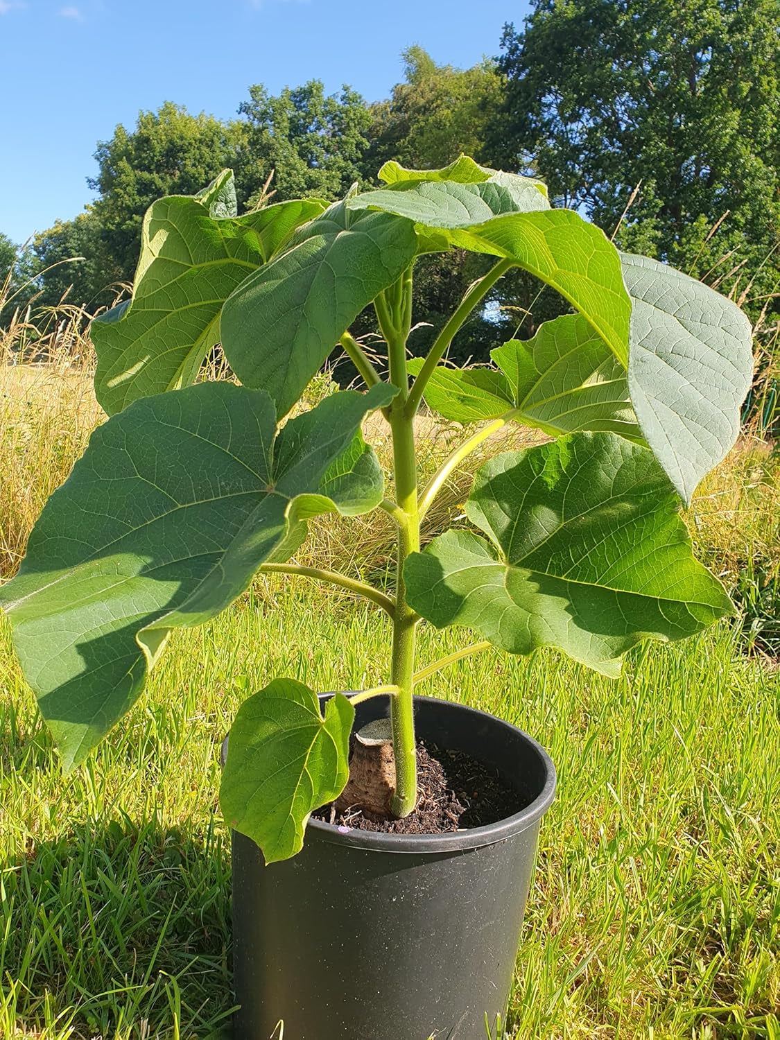 XL Wurzel Paulownia Turbo Pro, Kiribaum, Blauglockenbaum