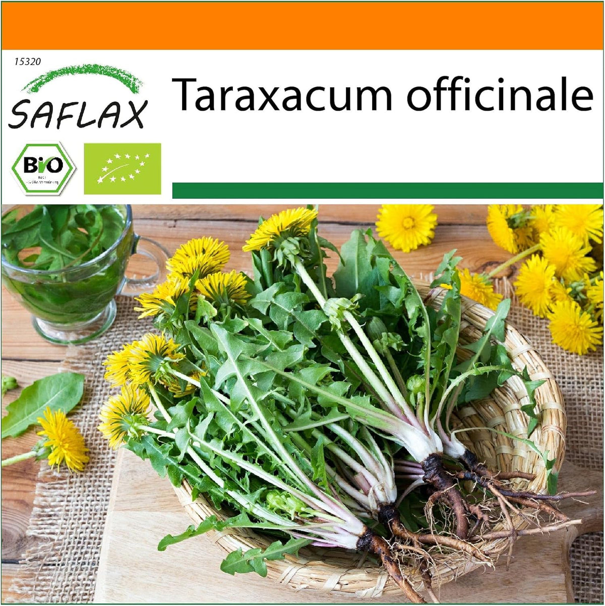SAFLAX - BIO - Pissenlit - 400 graines - Taraxacum officinale