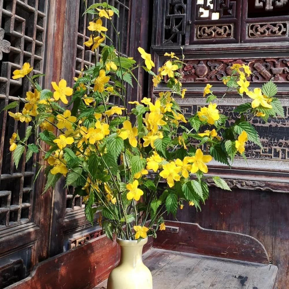 Ranunkelstrauch, Herbstblumen Winterhart Hecken Schnittblumen Steingartenpflanzen Winterhart Gartendeko Für Draußen Balkonpflanzen 300Samen