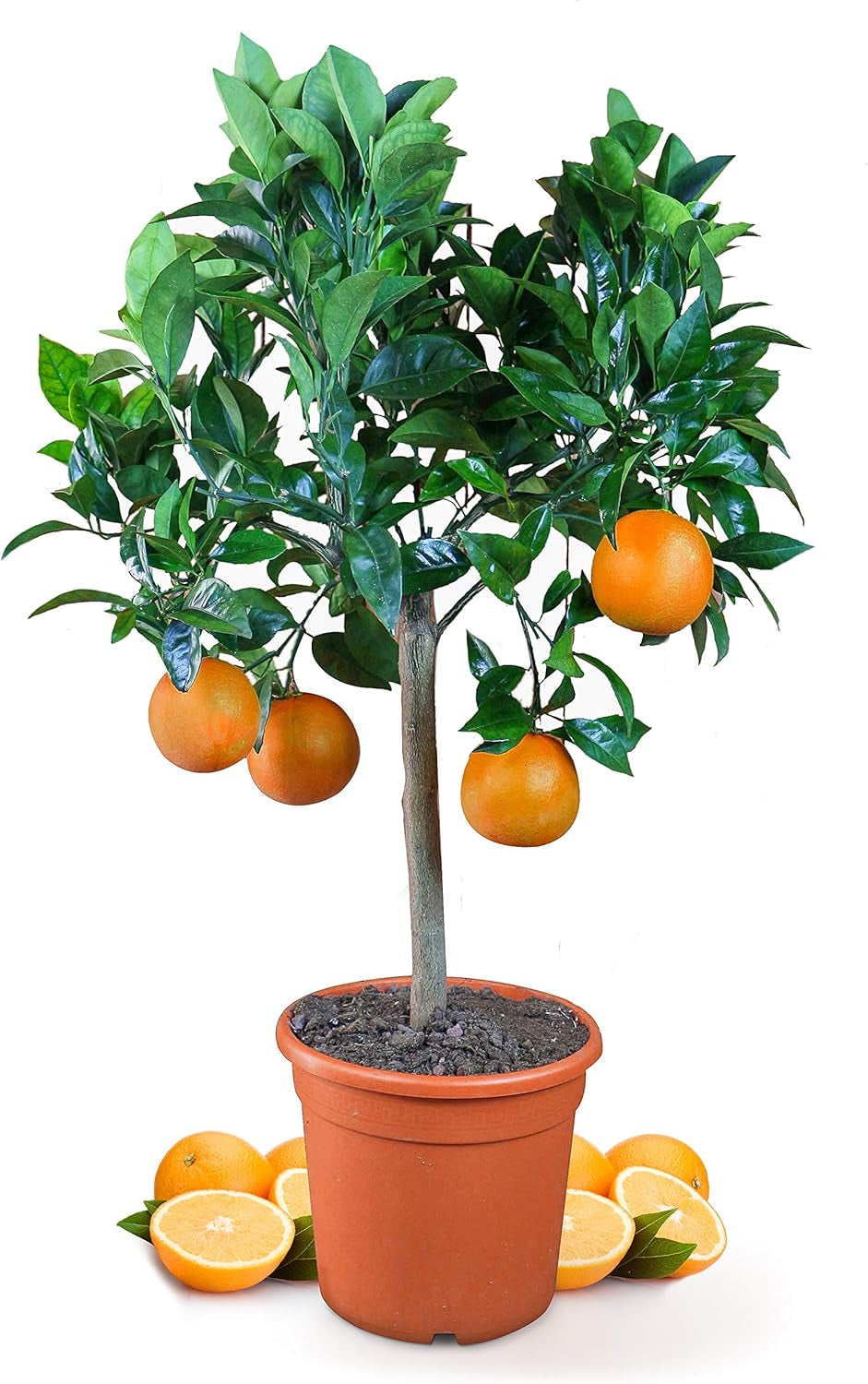 Orange de My Oranjeria - orange vraie - plante d'agrumes - Citrus sinensis - Orange - orange greffée pour jardiniers (Mezzo [M])