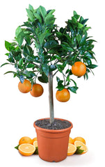 Orange de My Oranjeria - orange vraie - plante d'agrumes - Citrus sinensis - Orange - orange greffée pour jardiniers (Mezzo [M])