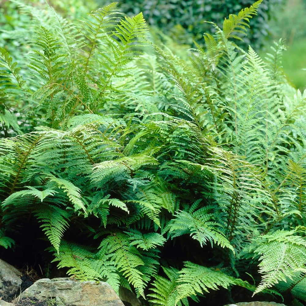 Bloomique - 3Er Set - Farne Winterhart Für Garten - Gartenpflanze - Immergrün - Stauden - Höhe 20-30 Cm - Topf 12 Cm