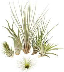 Tillandsien 5Er-Mix Mit EXTRA T. Fuchsii Var Gracilis, Luftreinigende Air Plants, Pflegeleicht, Natürliche Deko, Gärtnereizucht