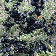 Schwarz Goji Beeren, Wildkräuter Wolfsbeere, Lycium Ruthenicum, Kräuterpflanzen Kräutersamen Exotische Kräutergarten Kräutergarten Seltene 150Samen