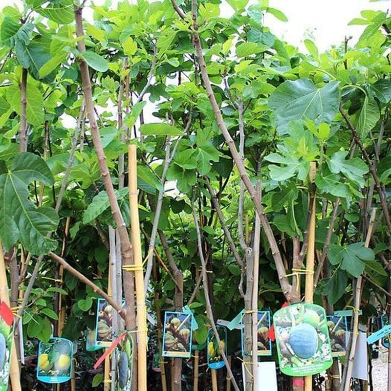 Feigenbaum Panascè – Obstpflanze Alte Sorte Topf Ø 26 Cm, Max. Wuchshöhe 180 Cm – Alter: 4 Jahre - Italienische Baumschule