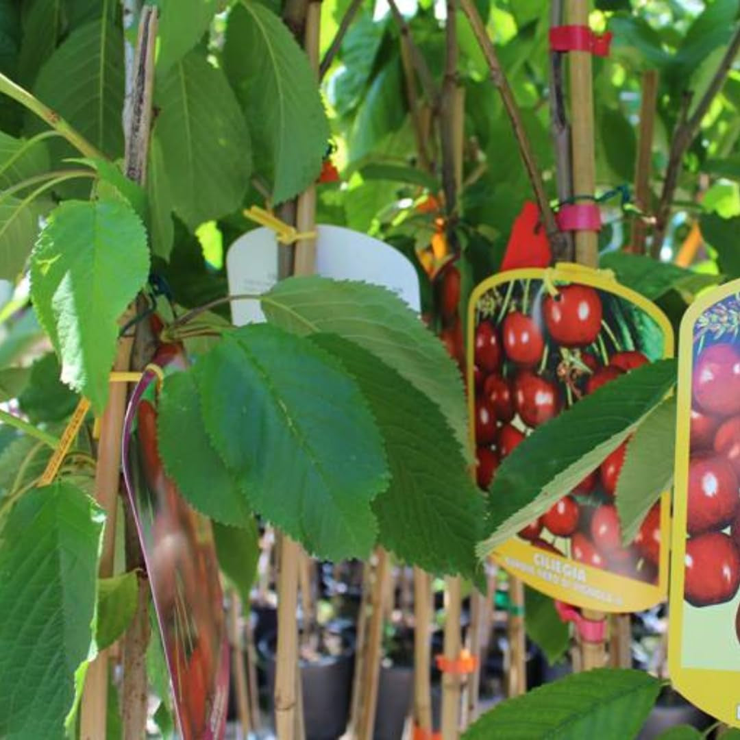 Sauerkirschbaum Amarena Montmorency – Obstpflanze Im Topf Ø 24/26 Cm, Höhe 160-180 Cm, Alter: 4 Jahre – Italienische Baumschule
