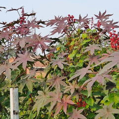 Rizinus, Kräutergarten Balkon Rizinussamen, Balkon Zimmerbonsai Heilkräuter Kräuterpflanzen Pflanzensamen Wildkräuter 15Samen