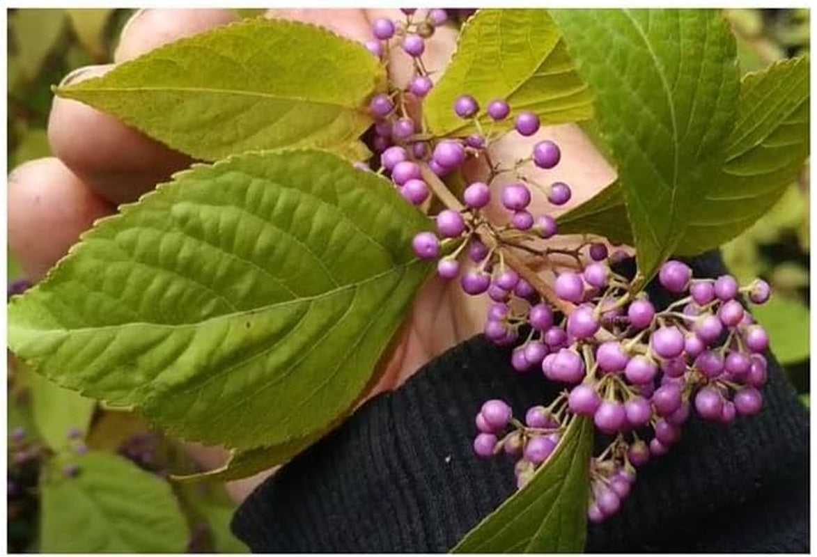 Stk - 10X Callicarpa Japonica Leucocarpa Japanische Schönfrucht Pflanzen - Samen B198 -
