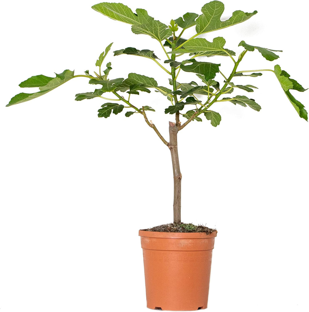 Bloomique - Ficus Carica Brown Turkey - Feigenbaum - Obstbäume - Gartenpflanzen - Winterhart - 80-100 Cm Hoch - Topf 21 Cm