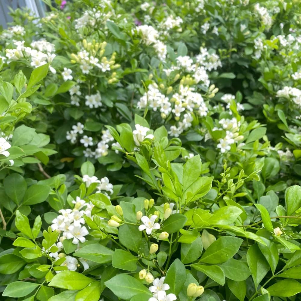 Murraya Balkon Kräutergarten, Zimmerpflanzen, Immergrüne Winterhart Küchenkräuter Seltene Deko Garten Wildkräuter 300Samen
