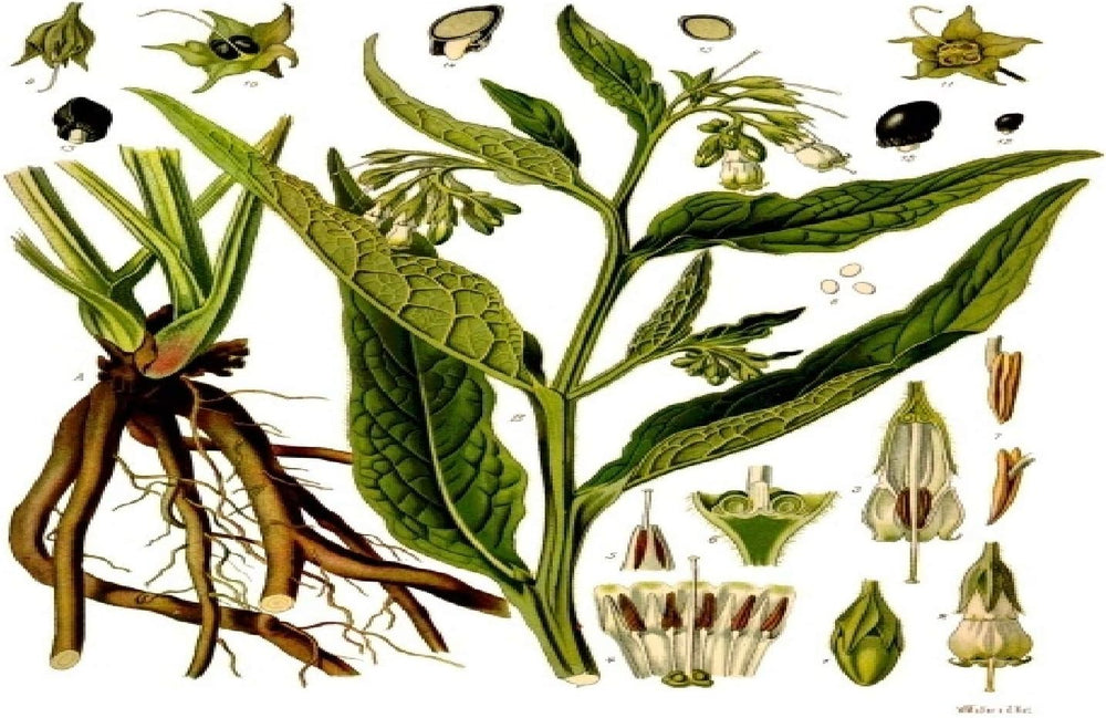 SAFLAX - Heilpflanzen - Beinwell - 15 Samen - Mit Keimfreiem Anzuchtsubstrat - Symphytum Officinale